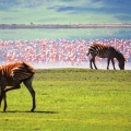 The Living Edens of the Serengeti and Ngorongoro Crater